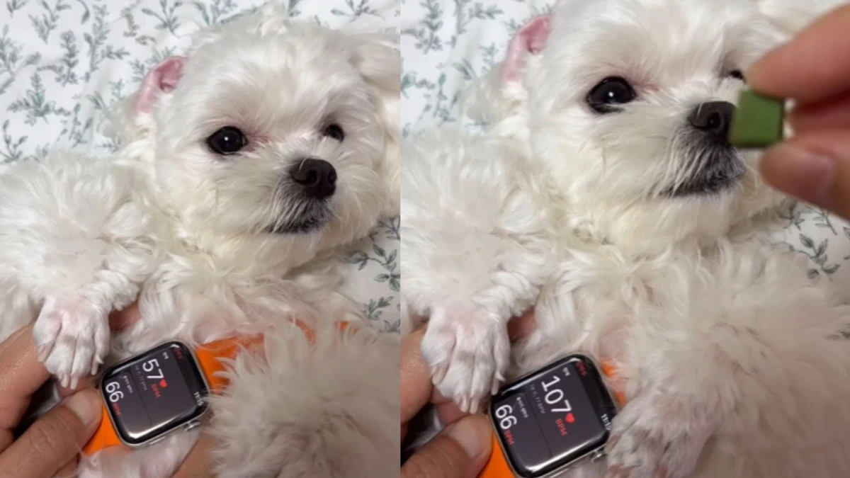 Apple Watch misst Hundepuls in Leckerli pro Sekunde - eine tierisch spannende Angelegenheit